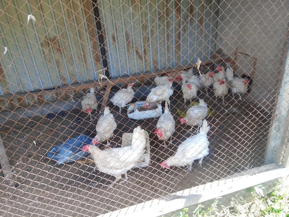 Продам несушек Леггорн