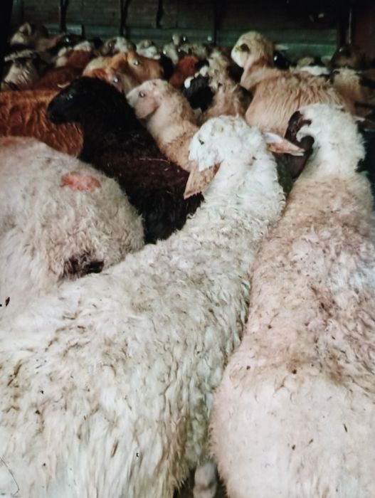 Бараны Бараны баран