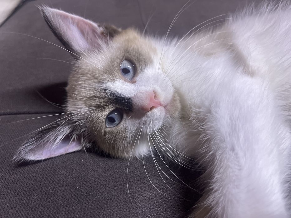 Котёнок два месяца отдадим на хорошие руки