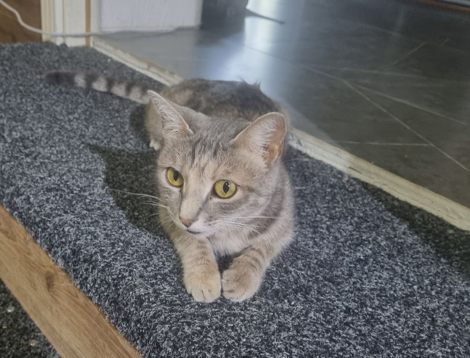 Отдаём котят в хорошие руки