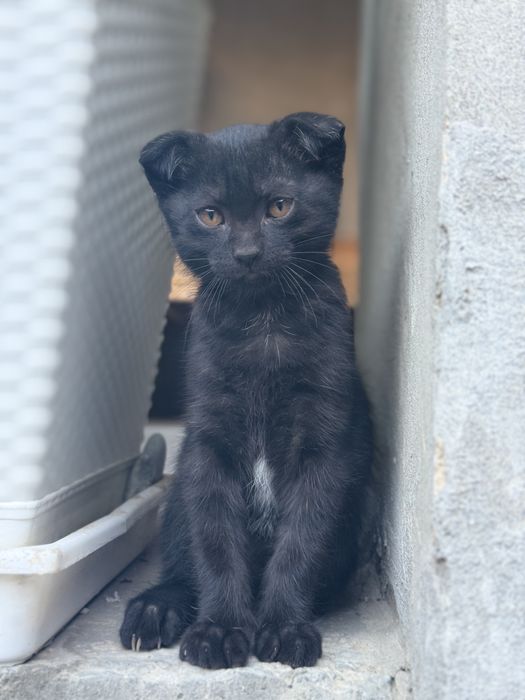 Отдаю 3 котят даром