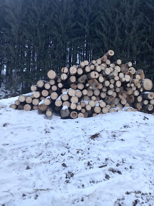 Lemne foc brad molid