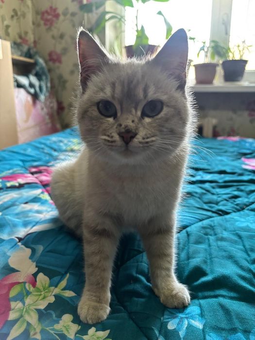 Метис с британец с сиамской