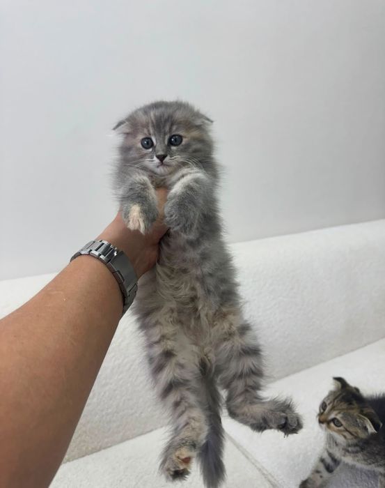 Шотландский котенок
