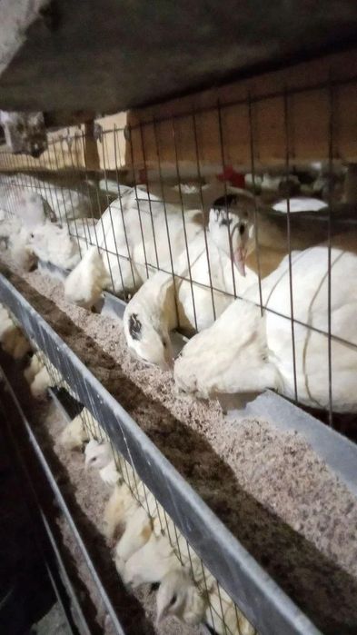 Bedana go‘shti Belliygegan