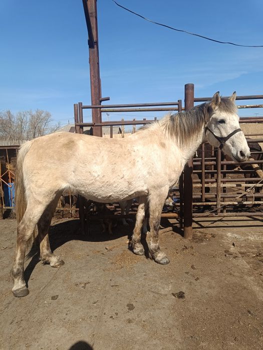 Продам кобылу жеребую 9лет обученная в круг