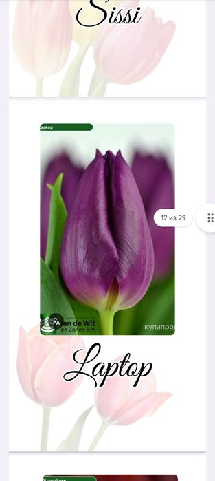 Оптом и розницу Голландские тюльпаны