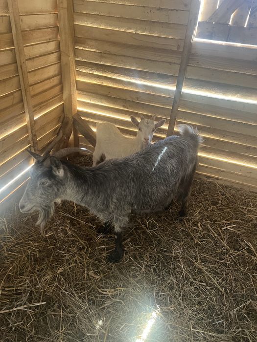 Capra de lapte cu ied