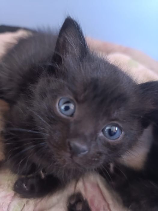 Отдам в хорошие руки