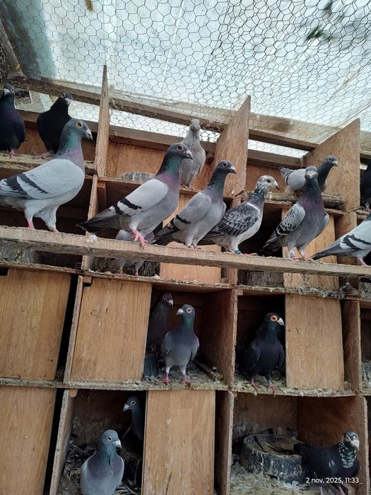 Vind porumbei voiajori