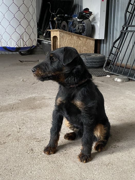 Кобель ягдтерьер для вязки