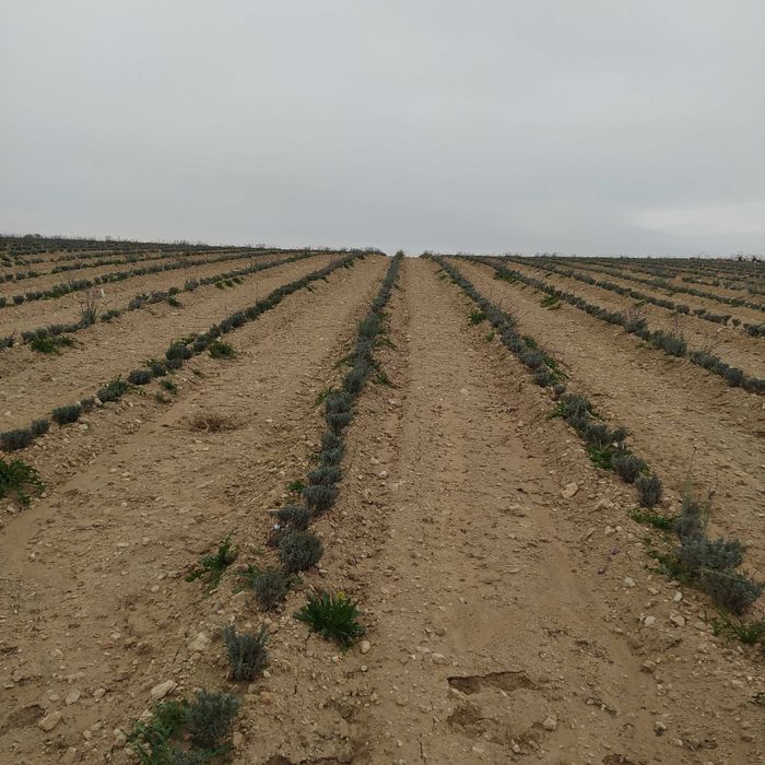 Butasi de lavanda