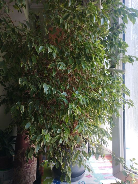Фикус Бенджамина , высота 1.6