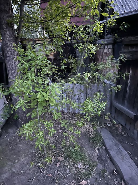 Продам Саженцы дуба 1,5 метра