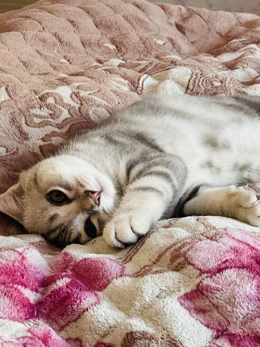 Отдам в заботливые руки