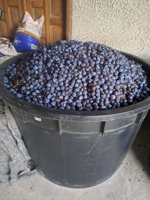 Vând prune culese.