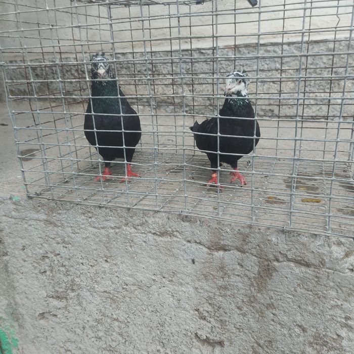 Рябагаловые чубати пара гатовый