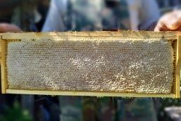 Мед в Сотах свежий