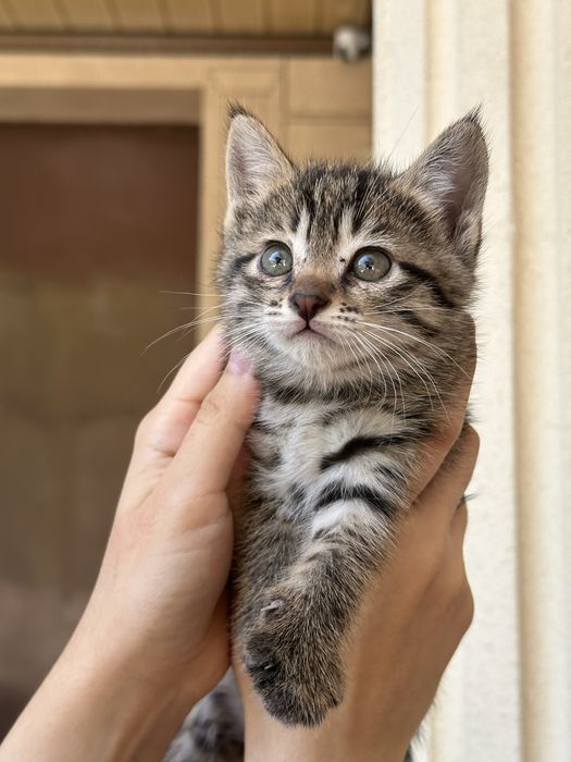 Котята ищут любящих хозяев