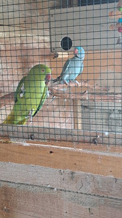 Vand pereche de Micul Alexander