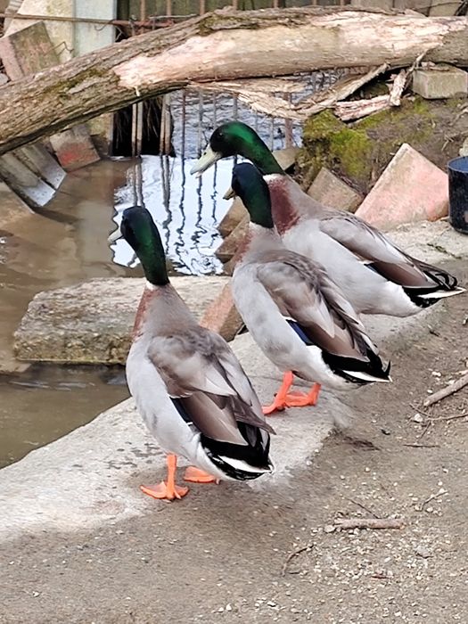 Vand cocosi  Sussex și Rățoi alergătoare indiana potârnichii salbatic