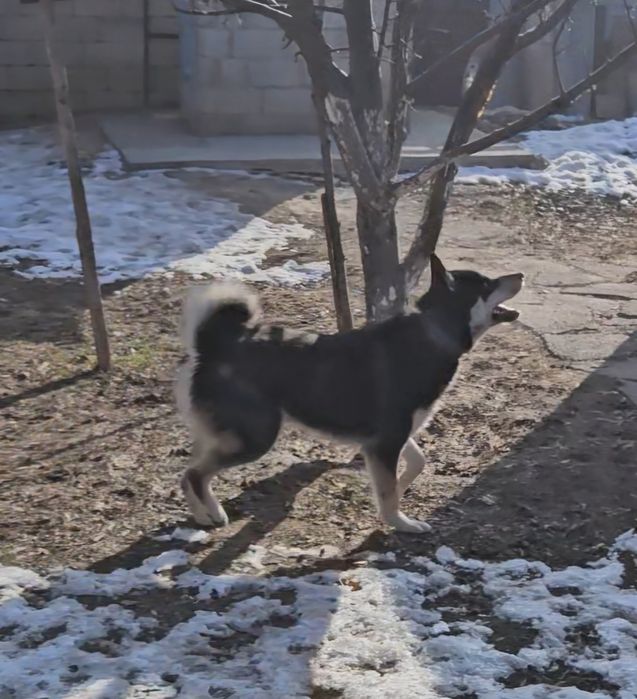 Продаётся лайка ...