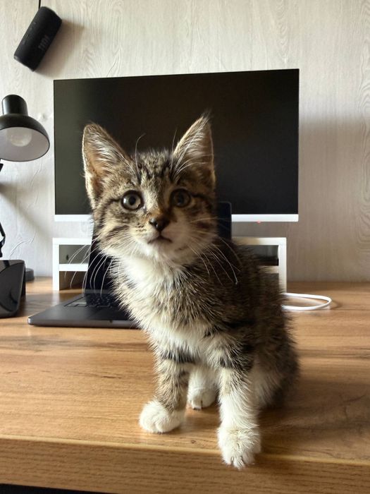 Котеночек, девочка