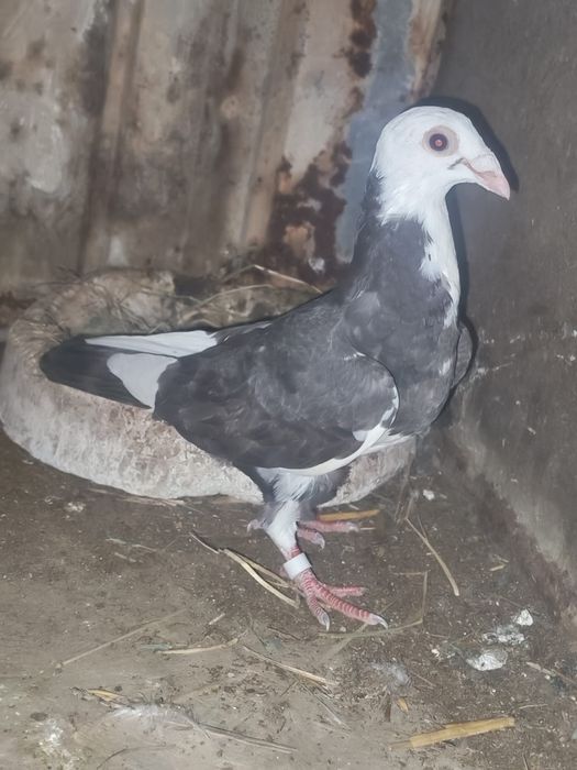 Disponibili porumbei