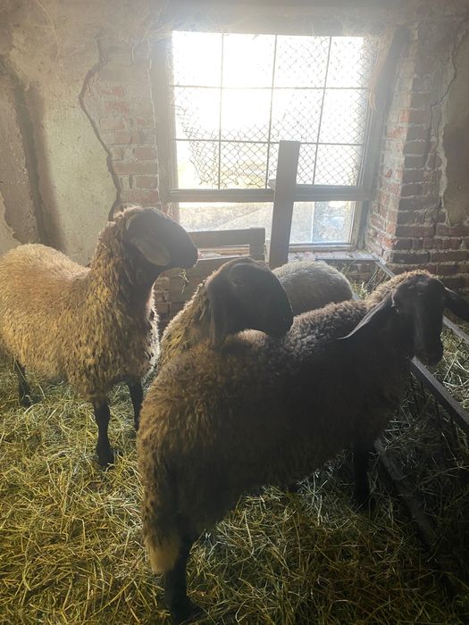 Продавам 15 Овце,1 коч,агнета и шилета