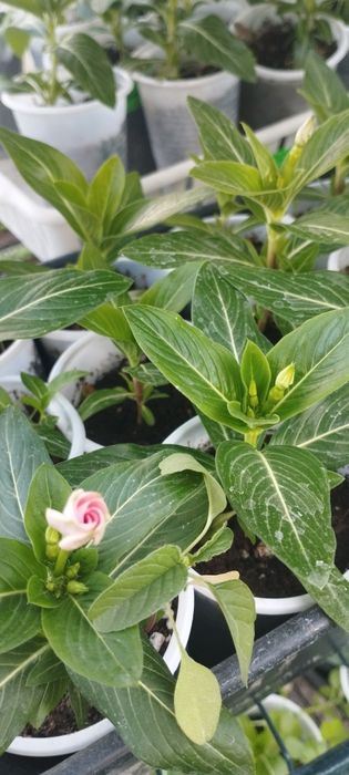 Рассада помидоров, перца, цветов.