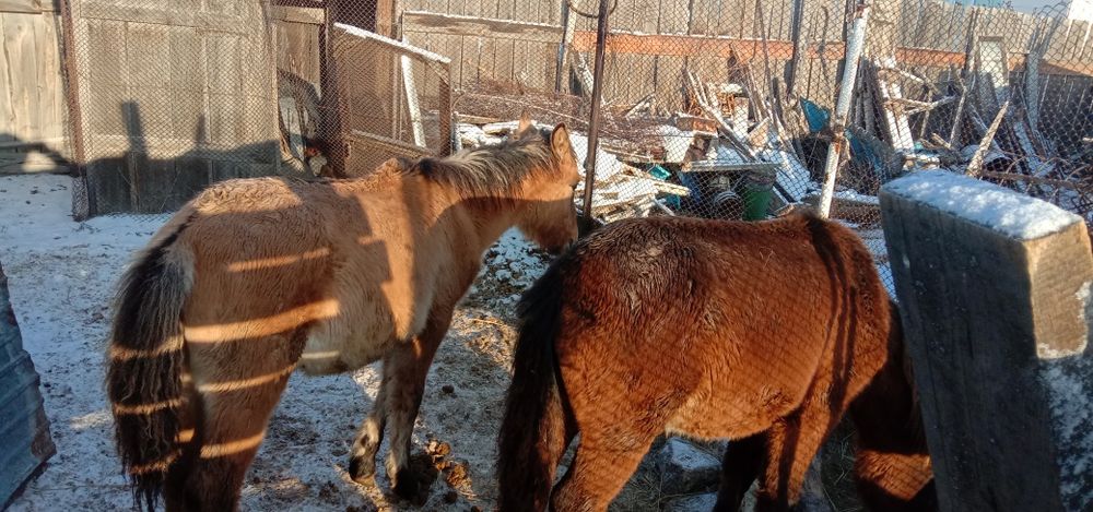 Продам жабағы в семее