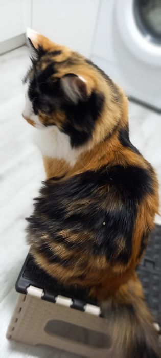 Декоративная кошка