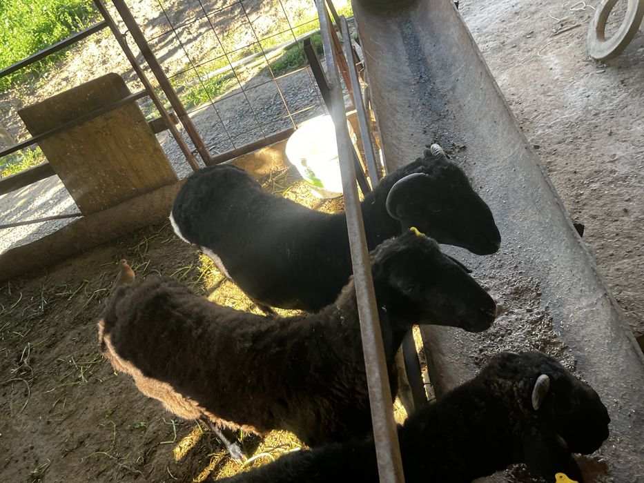 Баран 2 еркек 1 ұрғашы