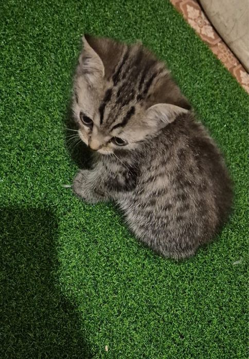 Котенок британец девочка