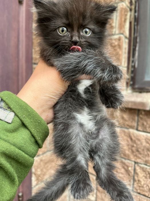 Отдам в хорошие руки.