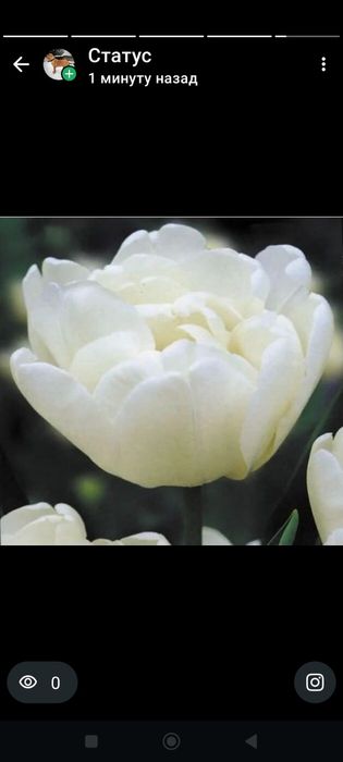 Тюльпаны, свежие с теплицы