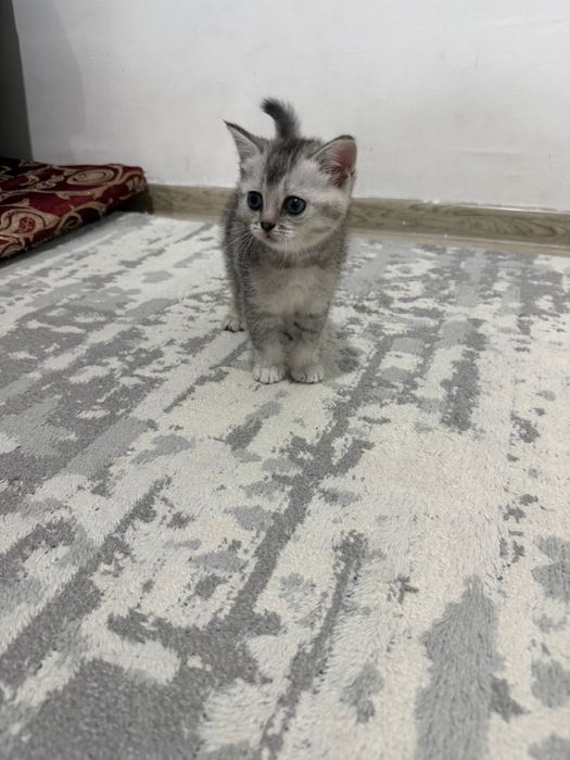Котенок 7 апта!!