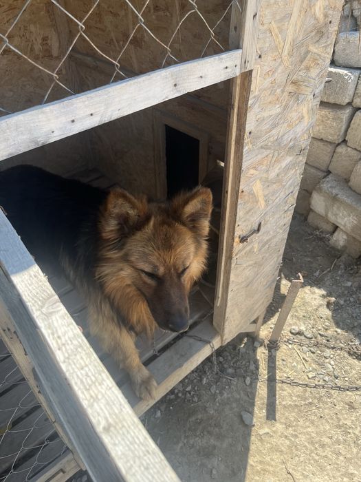 Собака с вольером