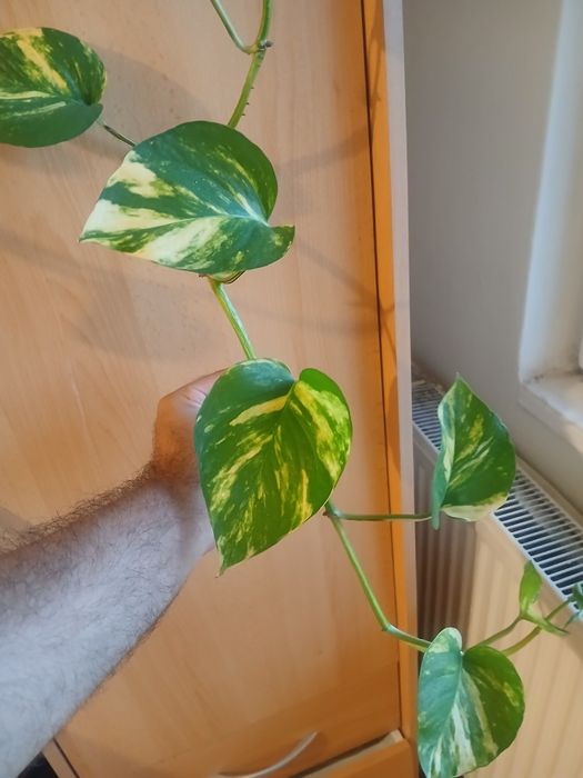 Vand floare cățărătoare de apartament epipremnum aureum