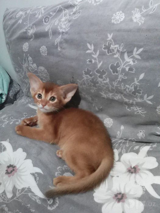Продаются котята