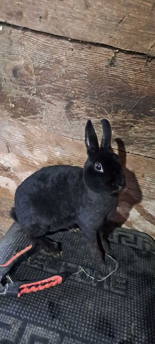 Vănd femela rex pitic negru