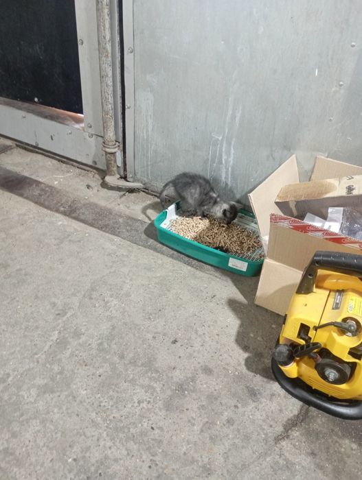 Отдам красивого котёнка
