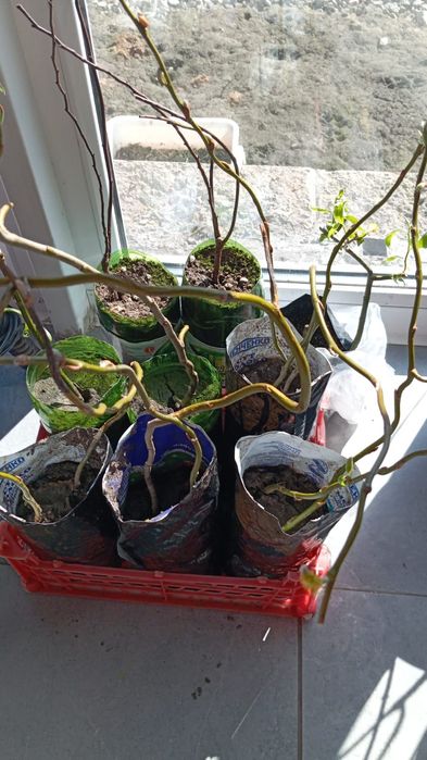 Ива кудрявая продам