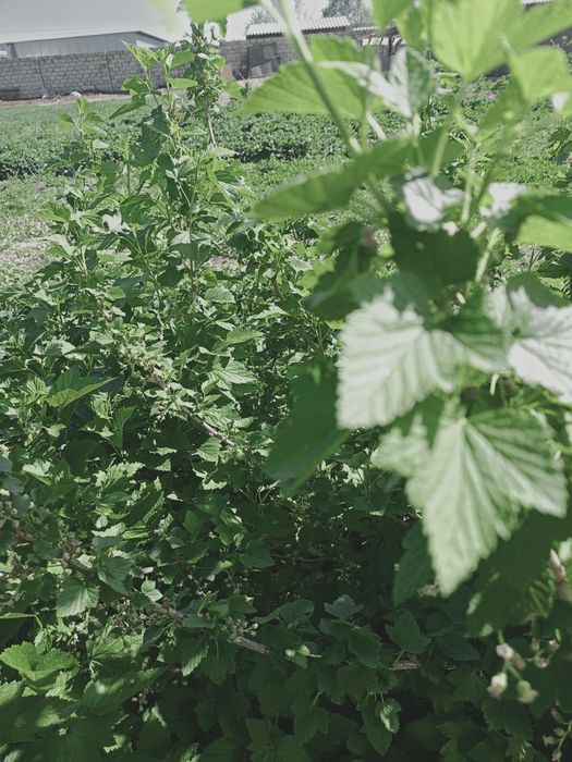 Саженцы чёрной смородины