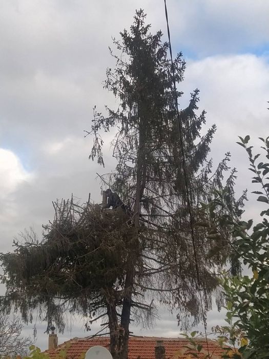 Рязане на дърва/Събаряне на опасни дървета.