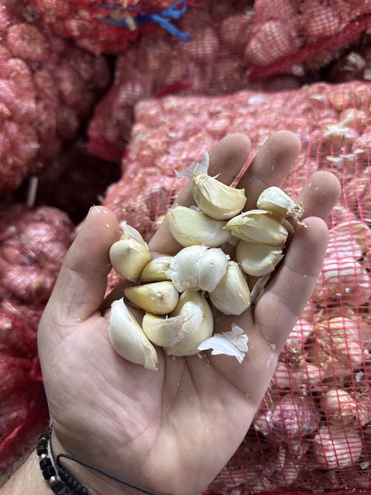 Usturoi pentru plantat