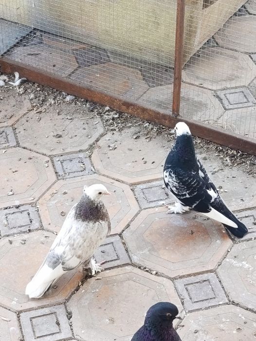 Продам голубей .