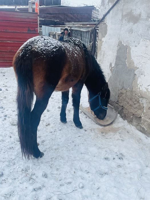 Продаёться жеребец 3 года