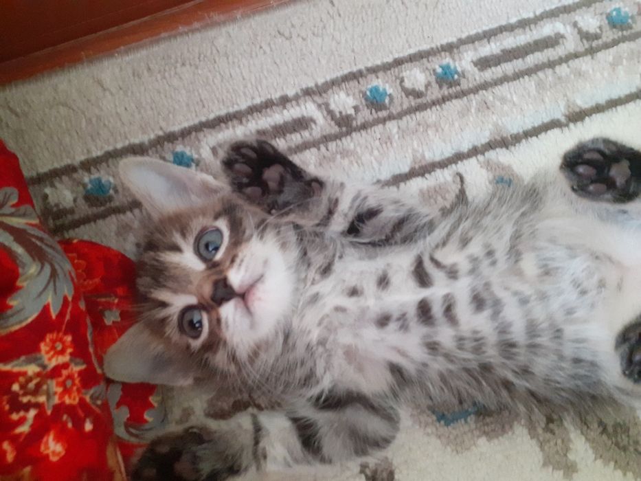 Котёнок-девочка 1.5 месяца