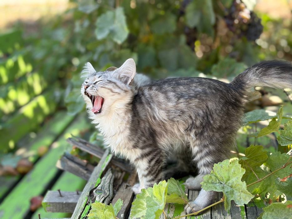 Срочно уличные котята ищут дом
